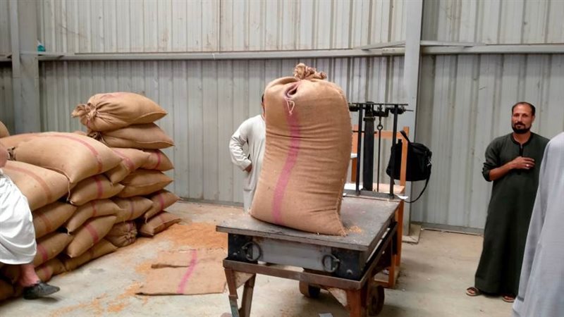 توريد القمح بالمنيا