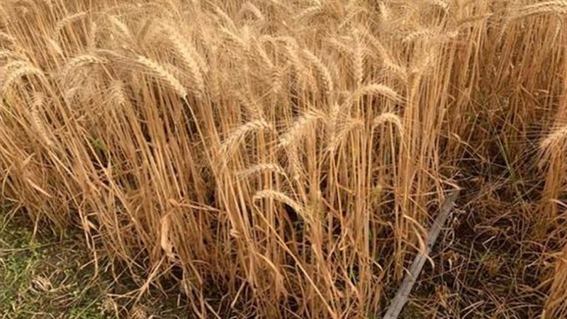 محصول القمح