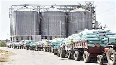 توريد 31 ألفًا و373 طن قمح بمواقع صوامع وشون بني سويف