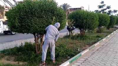 الخارجة تنفذ خطة زراعة الحدائق العامة بأشجار مثمرة