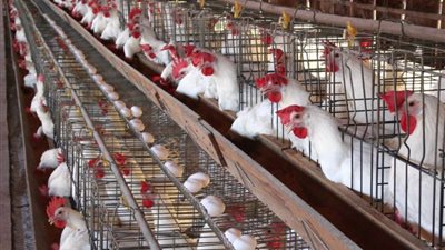 سعر الدواجن اليوم السبت 14مايو 2022