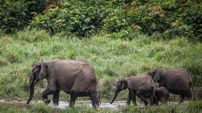 الأمم المتحدة: الحياة البرية في خطر متزايد مع ارتفاع التلوث الضوئي 2% سنويًا