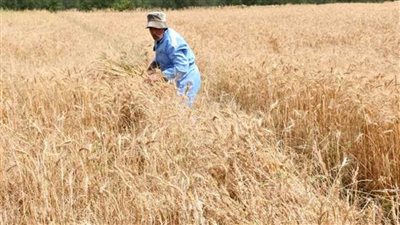 بالانفوجراف.. تعرّف على إنتاج مصر من القمح العام الحالي