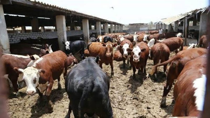 مشروعات انتاج حيواني