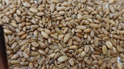 محافظ أسيوط يعلن ضبط 12 طن أقماح محلية مخلوطة مع اقماح مستوردة داخل أحد المطاحن الخاصة