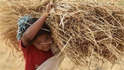 استمرار عمليات بإجمالي ٥١٤٣ طنًا ..حصاد القمح بالقنطرة شرق الإسماعيلية