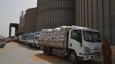 استلام  85 ألفًا و700 طن من قمح بالصوامع والشون ببني سويف 