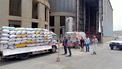 توريد 154134طن قمح لشون وصوامع كفر الشيخ