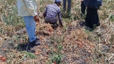 زراعة الشرقية تنفذ يوم حصاد لمحصول البصل المحمل مع القطن بمركزي الزقازيق وأبو حماد 