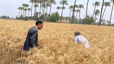 موجز الرابعة.. الحكومة تنفي تأثر المخزون الاستراتيجي لمصر من الأقماح...وبيان مترو الأنفاق الأبرز