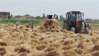 محافظ الإسكندرية: حصاد 25121 فدانًا من المساحات المنزرعة بالقمح منذ بداية موسم توريد القمح
