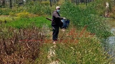 حملة لمكافحة القوارض عقب حصاد المحاصيل الشتوية بكفر الشيخ