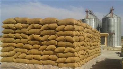 استمرار توريد محصول القمح للشون والصوامع بالمحافظات
