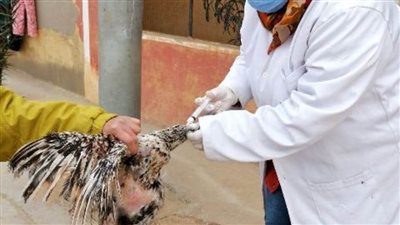 تحصين 190 ألف طائر ضد مرض أنفلونزا الطيور والأمراض الوبائية بالشرقية 