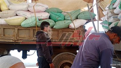 توريد 188149 طنًا و68 كيلو قمح إلى شون وصوامع كفر الشيخ