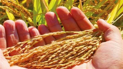 في 12 معلومة.. تعرف على خطة مصر لتحقيق الأمن الغذائي والاكتفاء الذاتي