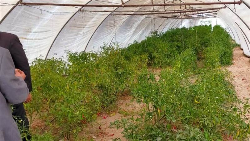 مشروعات الصوب الزراعية