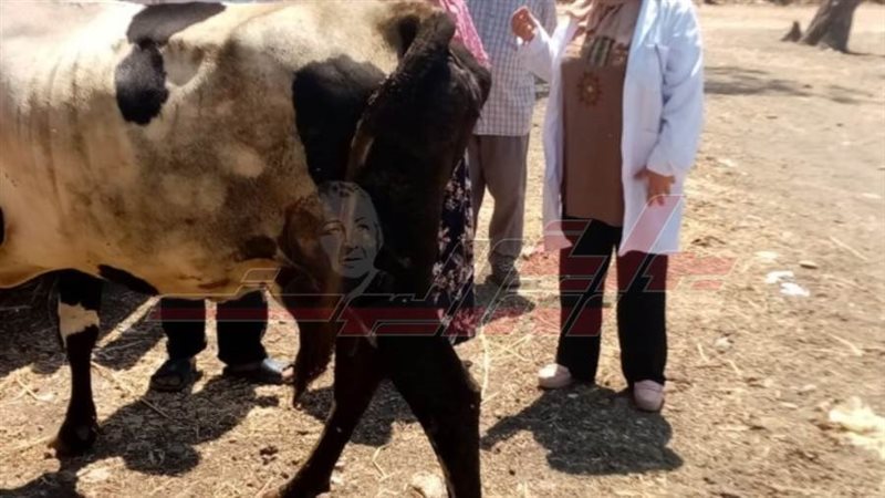 القوافل البيطرية