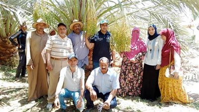 ندوة حقلية عن تقويس العذوق في نخيل البلح بموط الوادي الجديد