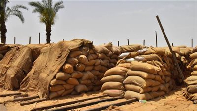 محافظ أسيوط 121 ألف طن كمية القمح المحلي الموردة حتى الآن بالشون والصوامع