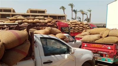 توريد 154 ألف طن قمح 