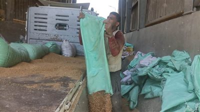 توريد 125 ألف طن للصوامع وحصاد 47 ألف فدان قمح بالقليوبية