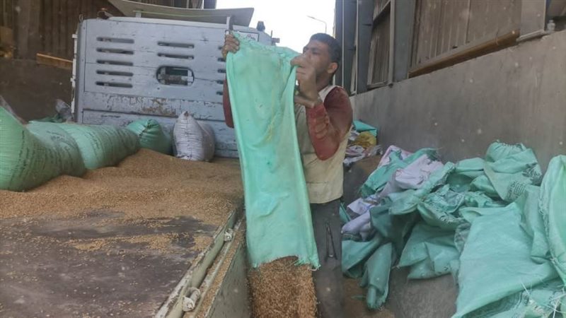 توريد قمح بصوامع