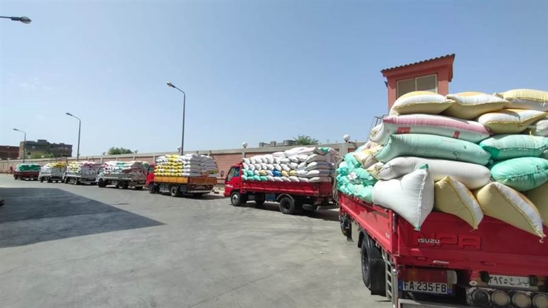 انتظام توريد القمح