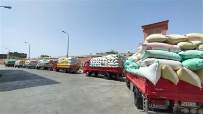 توريد ٣٢٠٥١٨ طن قمح لشون وصوامع محافظة البحيرة