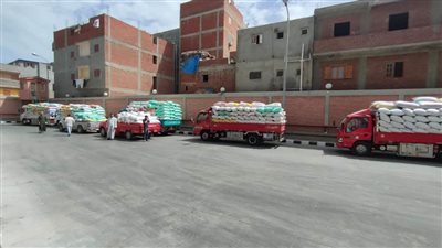 توريد ٣٢٩٠٩٥ طنًا من الذهب الأصفر لشون وصوامع محافظة البحيرة