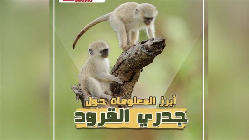 جدري القرود