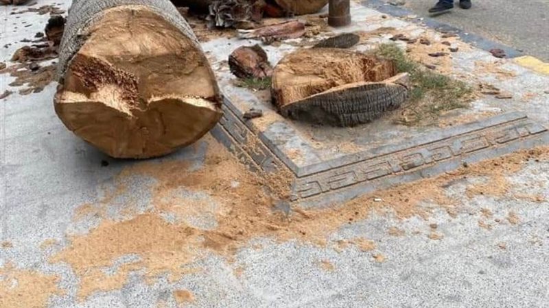 مذبحة الأشجار بالاسكندرية