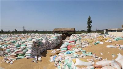 لجان مختصة من المحليات والزراعة لحصر مساحات القمح المنزرعة بـ