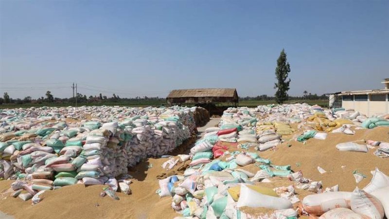 توريد القمح