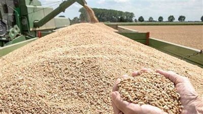 تموين الإسكندرية تحرر محضرا لمزارع تخلف عن توريد القمح