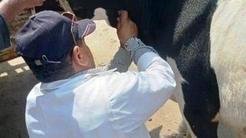 تحصين الماشية