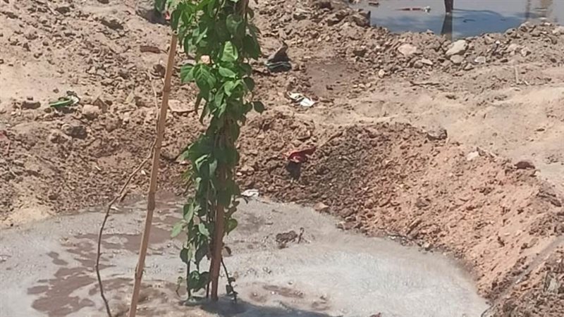 محافظ أسيوط تشجير