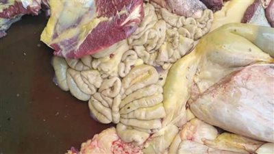 مديرية الطب البيطري بالإسماعيلية تعدم عجلا بقريا كاملا لإصابته بداء الصفراء 