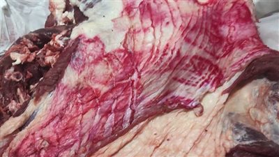 ضبط 7 أطنان لحوم غير صالحة للاستهلاك الآدمي بالمنوفية