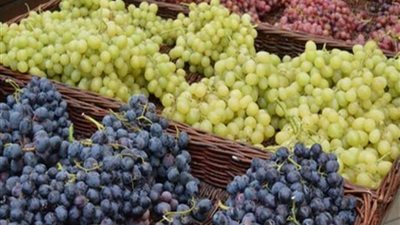 بدء تصدير العنب من ميناء دمياط إلى أوروبا