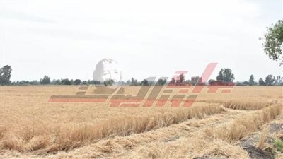 استقبال صوامع وشون الشرقية 618 ألف طن من السنابل الذهبية 