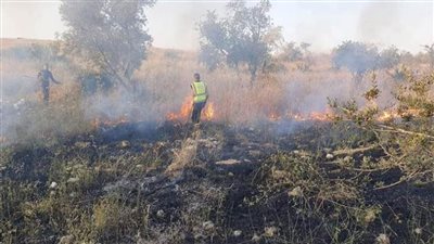 مستوطنون يحرقون محاصيل القمح في بلدة بجنوب نابلس