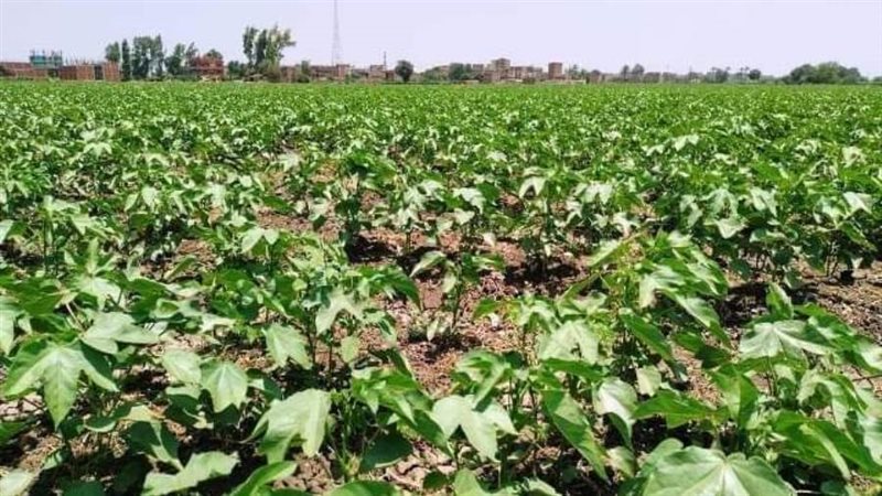 محصول القطن