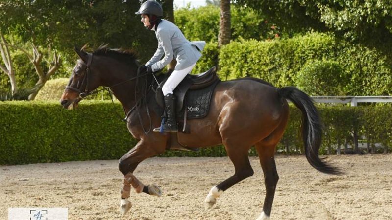 الفروسية تشهد نشاط