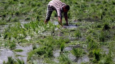 محافظ الوادي الجديد: حظر زراعة الأرز المعتمد على الري بالغمر