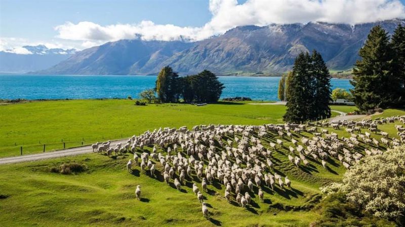 الأبقار في نيوزلندا