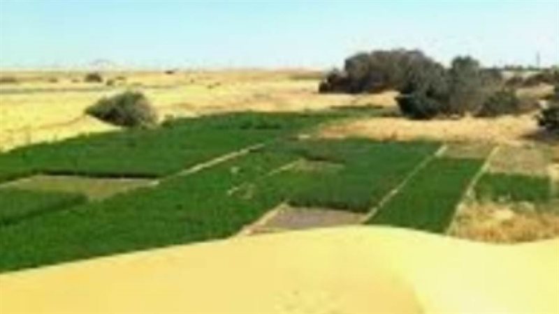 مساحات خضراء في الصحراء