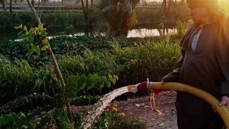 جانب من الزراعه