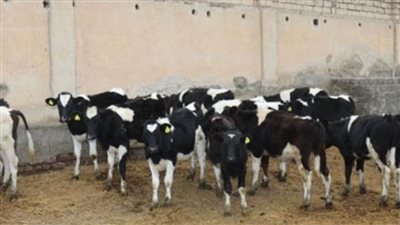 المجمع المتكامل للإنتاج الحيواني والألبان بمدينة السادات..كل ما تريد معرفته في سطور