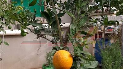 مدير البساتين بكفر الشيخ يوضح مزايا زراعة الأسطح